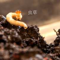 美的西藏珍贵照片