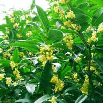 八月桂花九月开 重阳涪州清香来